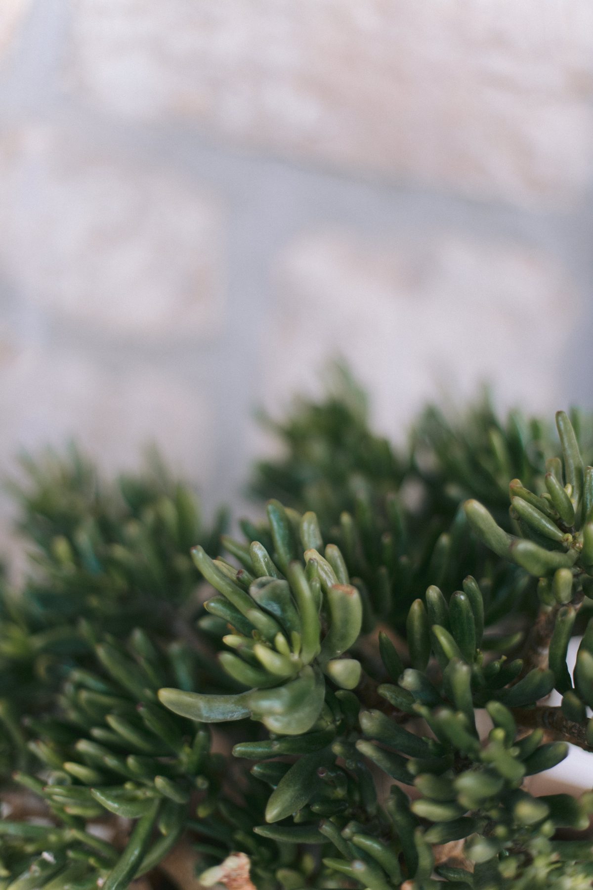 Wedding Villa Emilio Zadar